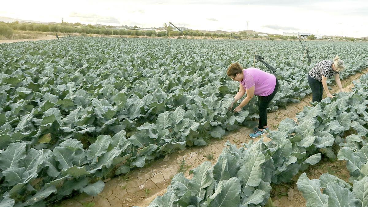 Plantación de brócoli en Sangonera la Seca
