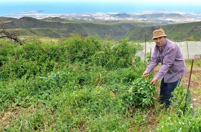 Pepe Guedes, agricultor orgánico