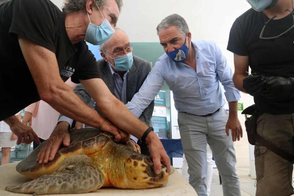 El Aula del Mar libera en el mar la tortuga 'Farolita'