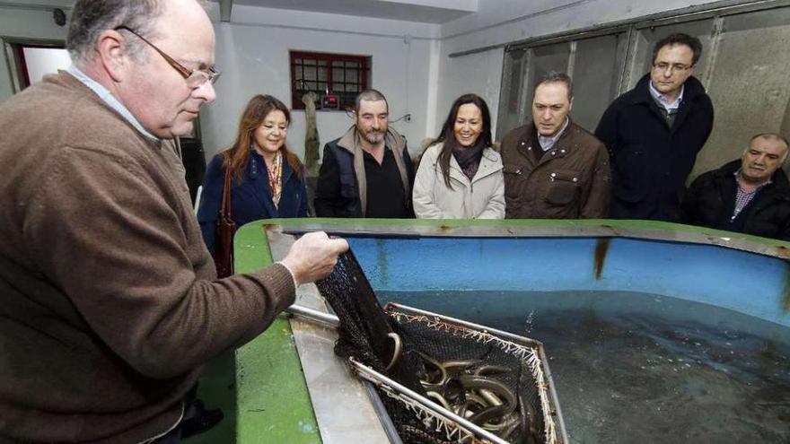 Una de las piscinas en las que se almacenan las anguilas vivas en la cofradía de Arcade, durante una visita de la delegada de la Xunta en Vigo, María José Bravo (c.), y el alcalde, Agustín Reguera.