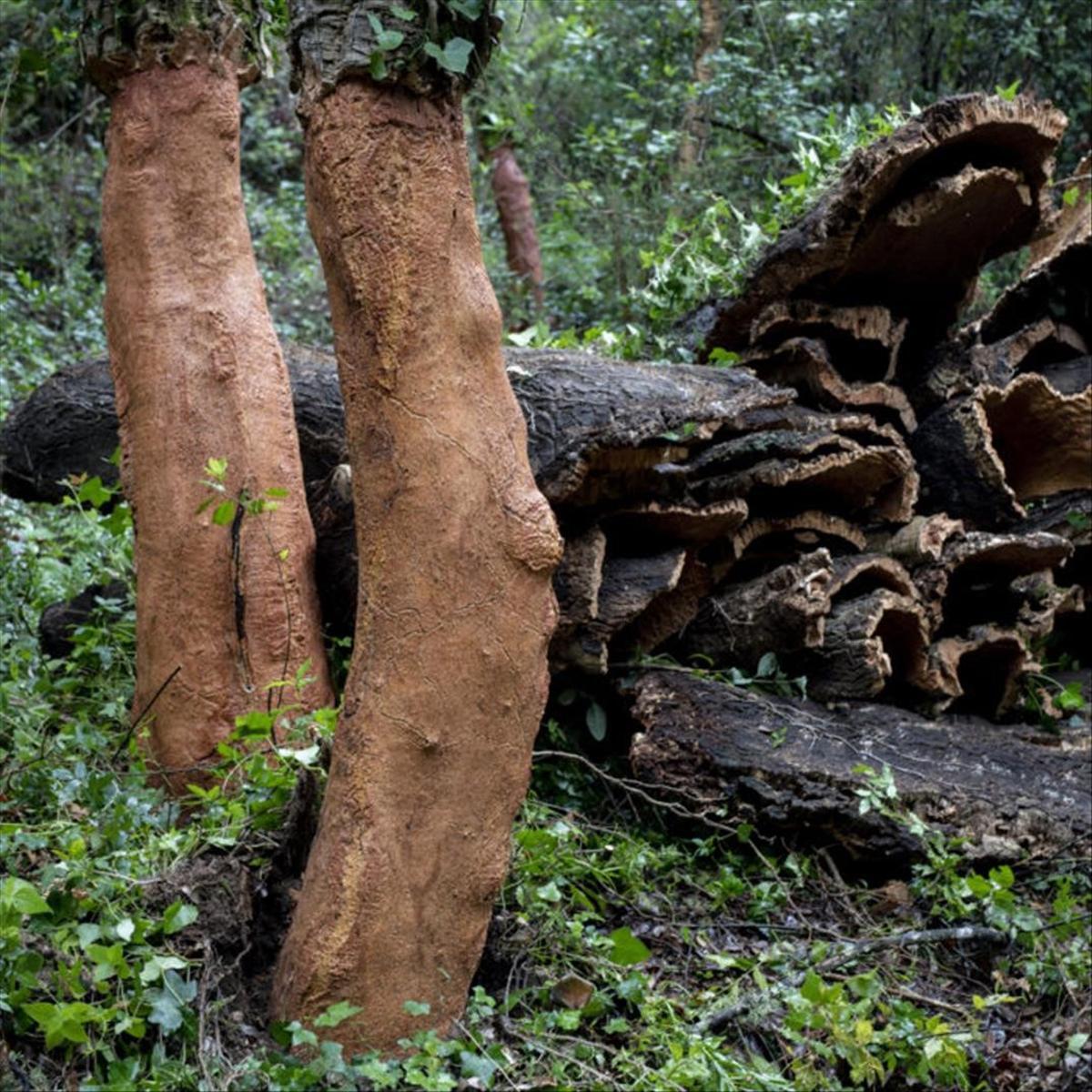 Fotografía del proyecto ’Sentir el alcornocal’.