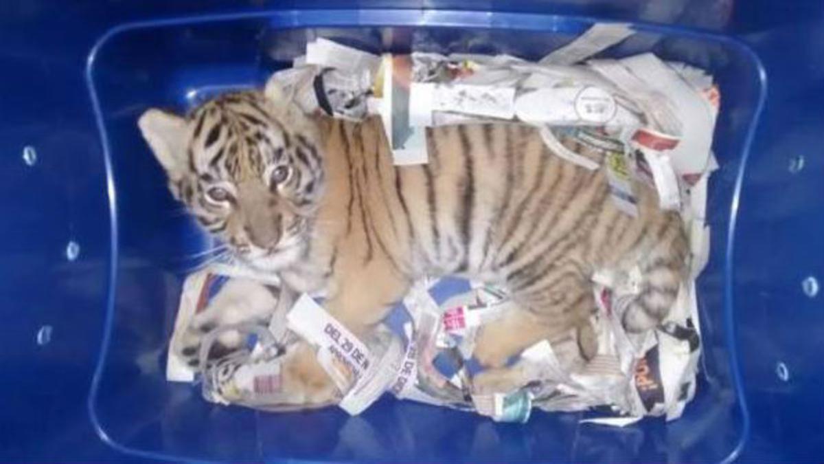 Cachorro de tigre de bengala encontrado en un contenedor en México