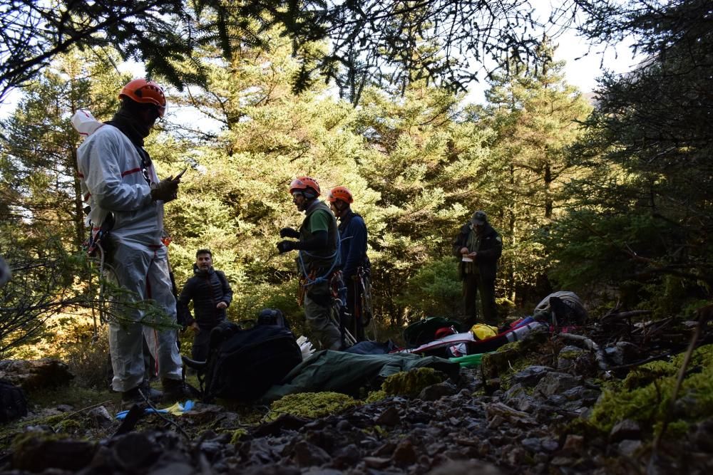 Colecta de semillas de pinsapos para recuperar esta especie en peligro de extinción