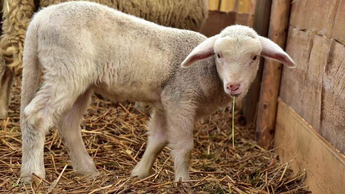 La lengua azul golpea la cabaña ganadera de Málaga con más de mil ovejas muertas