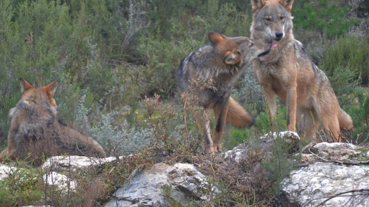 Ejemplares de lobo ibérico en el centro de conservación del lobo de la Fundación Patrimonio Natural y Biodiversidad de la Junta de Castilla y León.