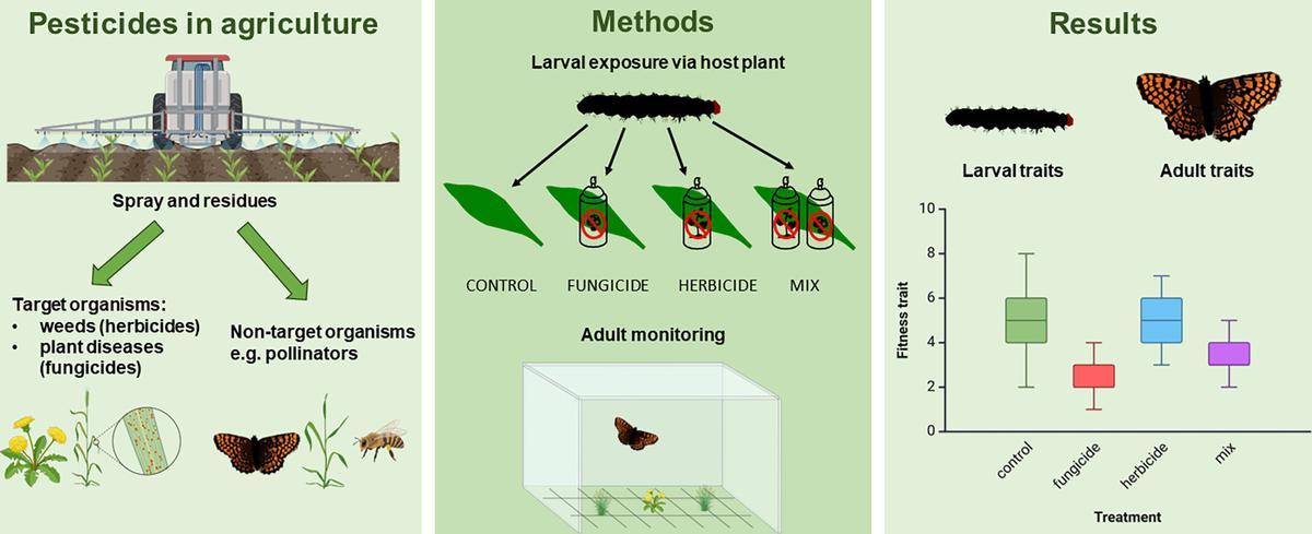 Resumen gráfico de los efectos de los pesticidas en mariposas.