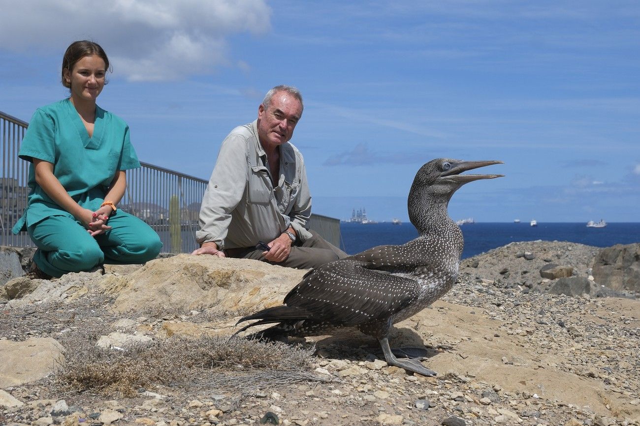 Suelta de un alcatraz en La Laja
