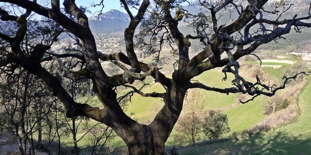 Alzina centenària a Sant Llorenç de Morunys.