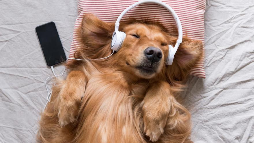 Esta es la música que, según la medicina veterinaria, puedes ponerle a tu mascota