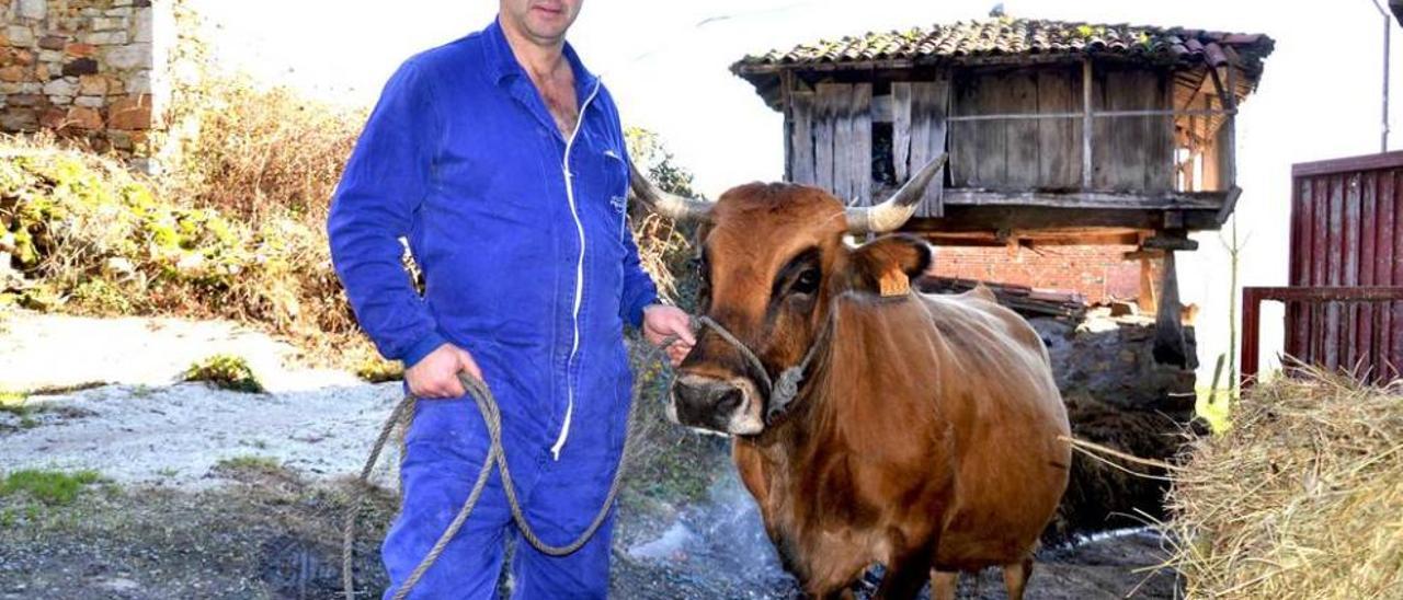 José López Fernández con una de sus vacas, &quot;La Garbosa&quot;, en su localidad natal de Los Fornos, en la parroquia de El Fresno, Grado.