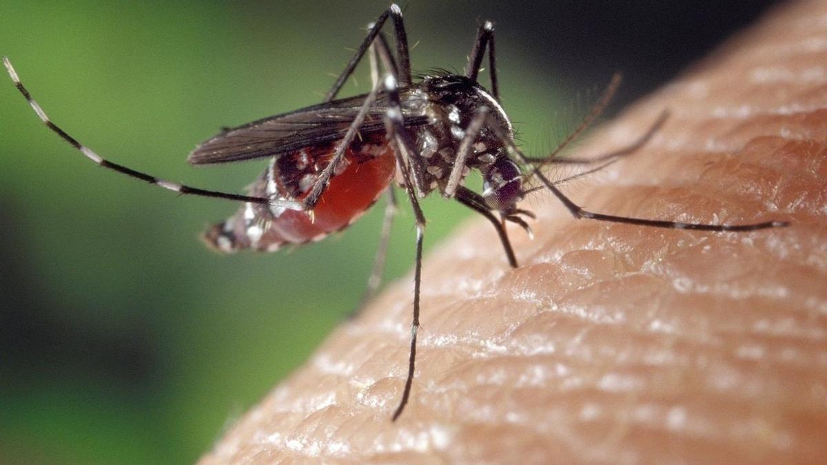 Salud se anticipa este año al virus del Nilo en Andalucía
