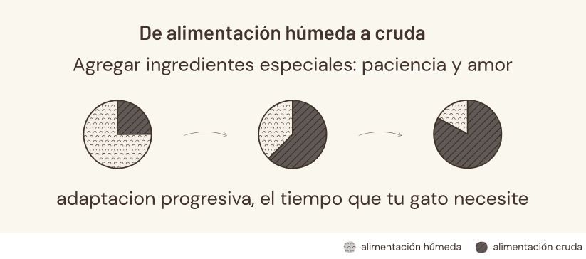 ¿Cómo hacer la transición a la dieta BARF para mi gato?