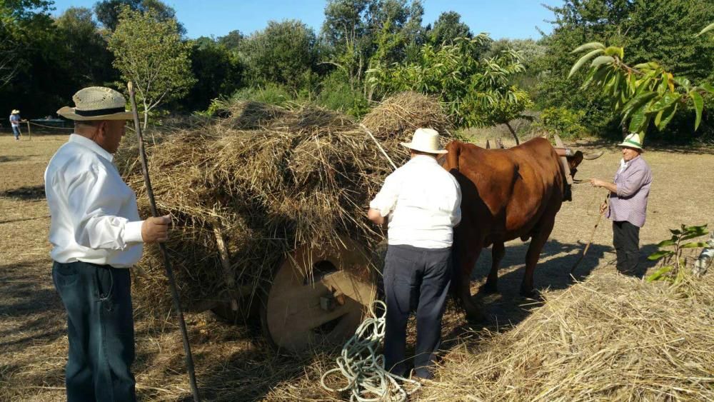 Festa da Malla en O Grove