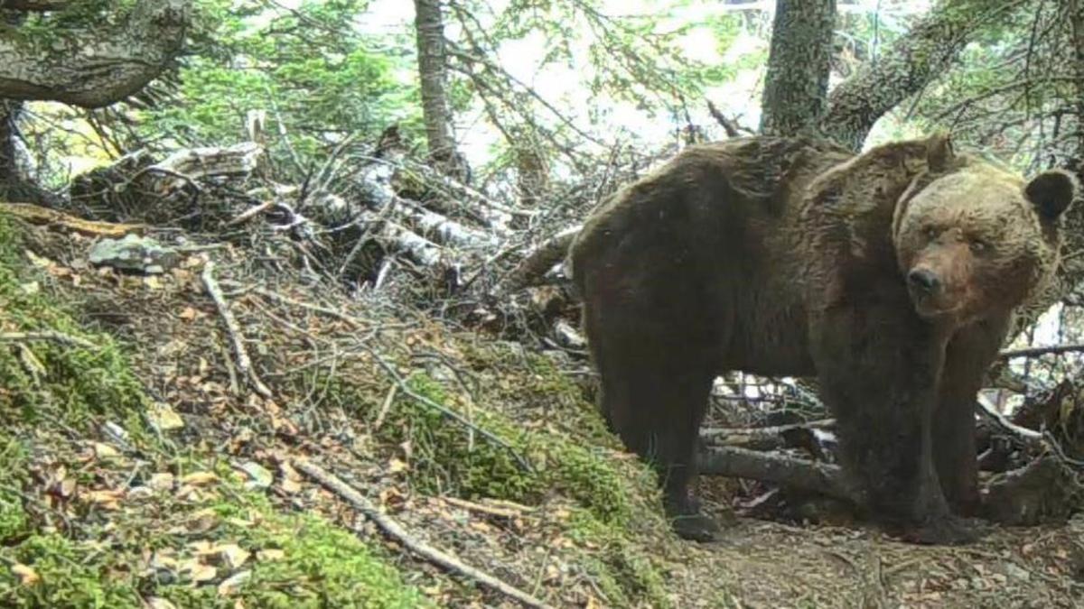 El oso Pyros, en una imagen de archivo.