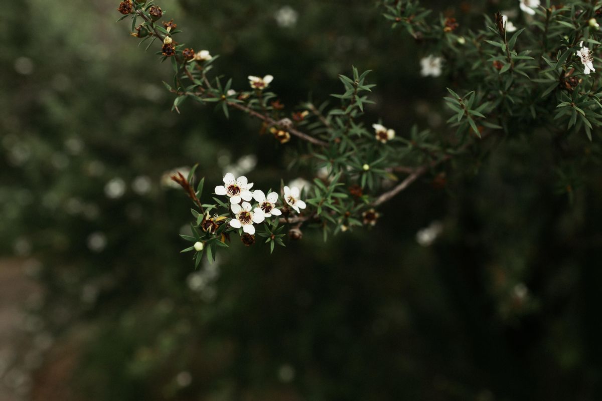 MANUKA PLANTA | Manuka, el arbusto con flores ideal para decorar tu terraza en verano