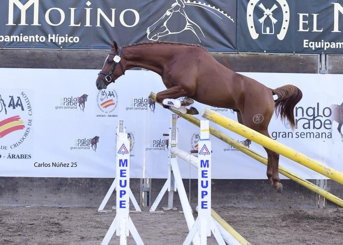 "Egipto M. M.", durante la competición