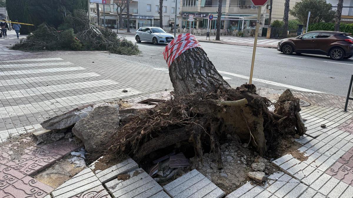 Una vorera afectada per un arbre caigut a Platja d'Aro.