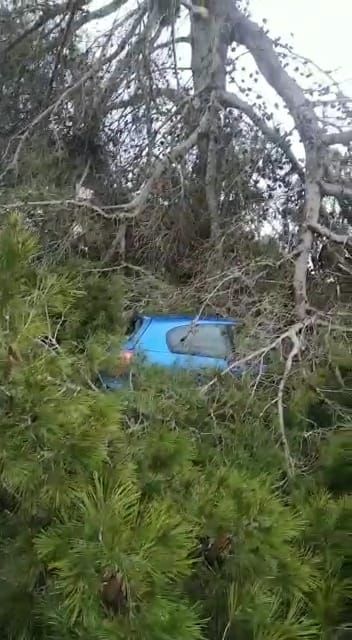 El vehículo completamente tapado por las ramas.