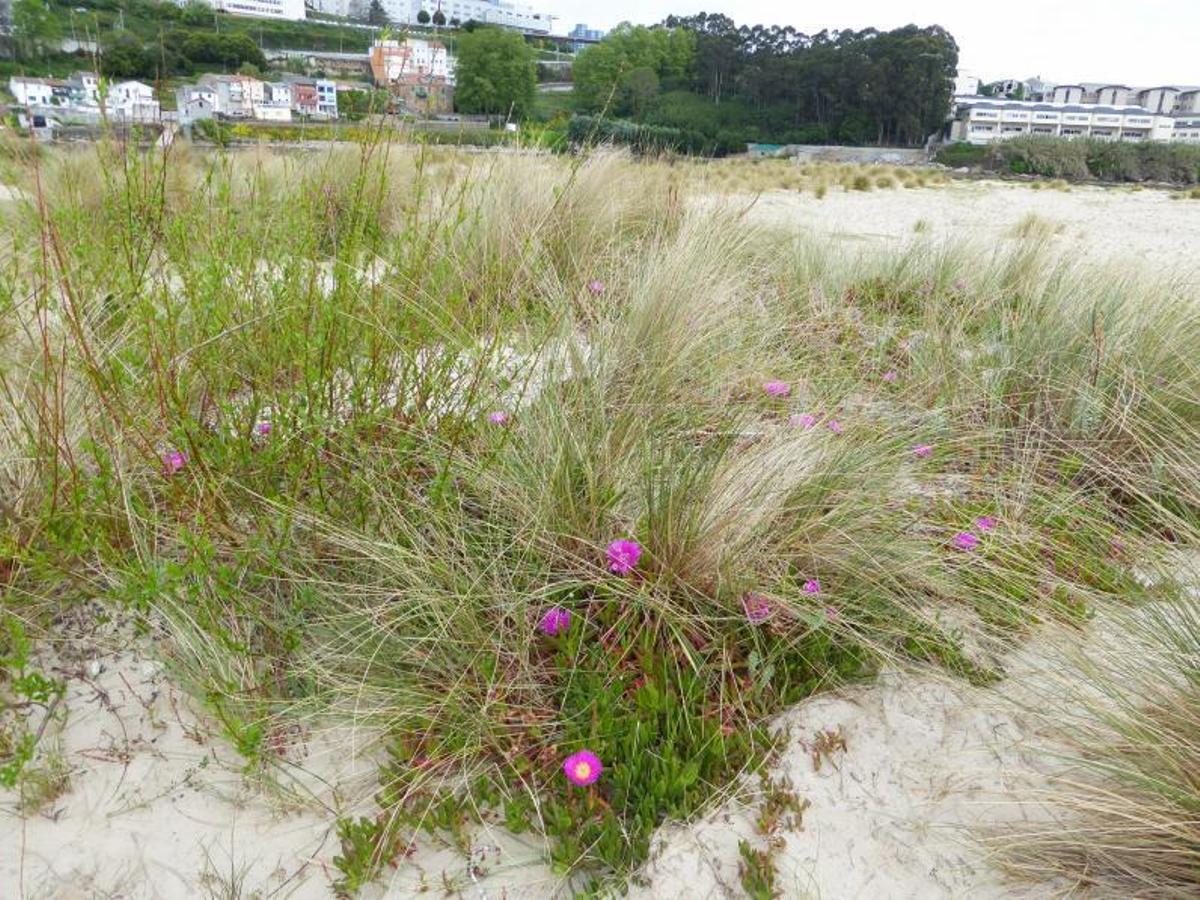 Carrizo, un ‘salgueiro’ y la uña de gato, planta invasora. | // M.V.