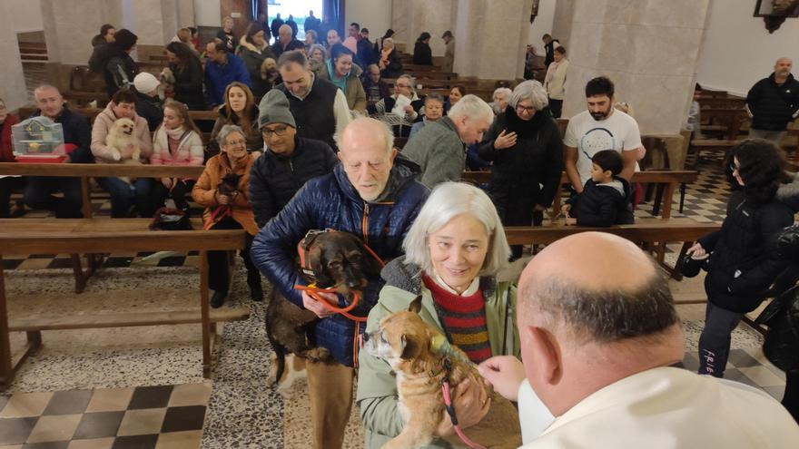 En imágenes: Así fue la bendición de mascotas por San Antón, en Tapia