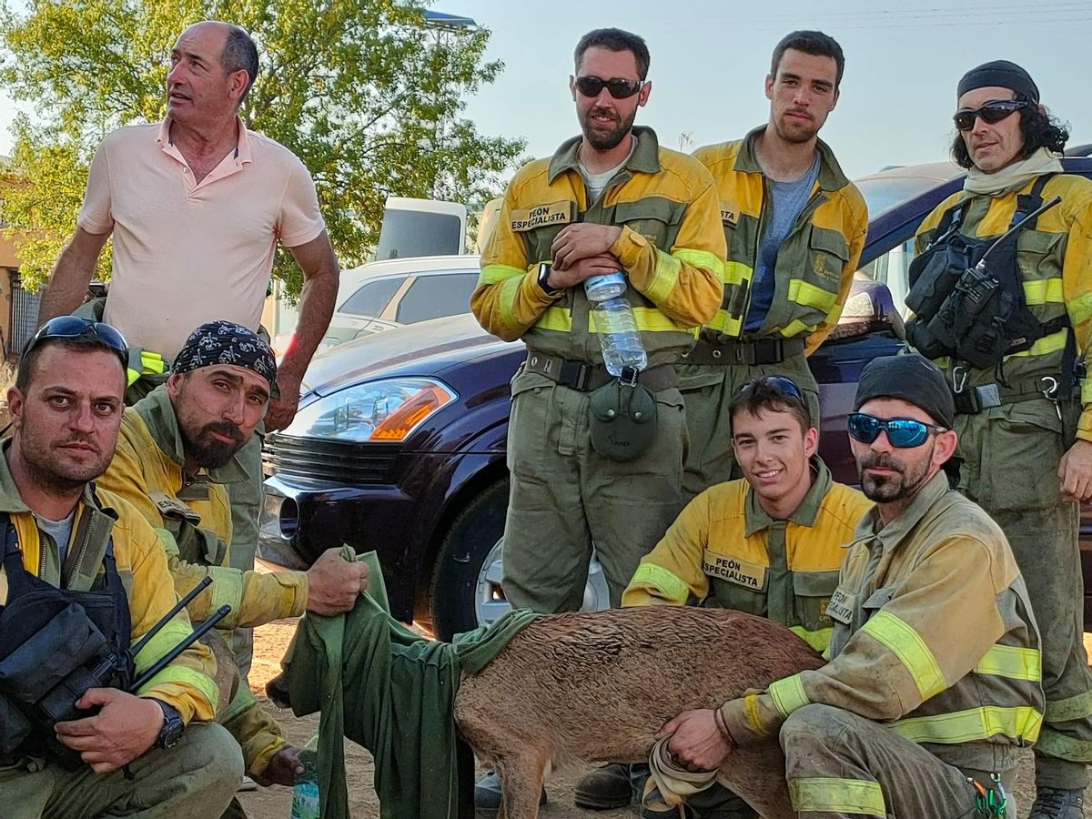 El corzo envuelto en ropa húmeda por los forestales que lo rescataron.