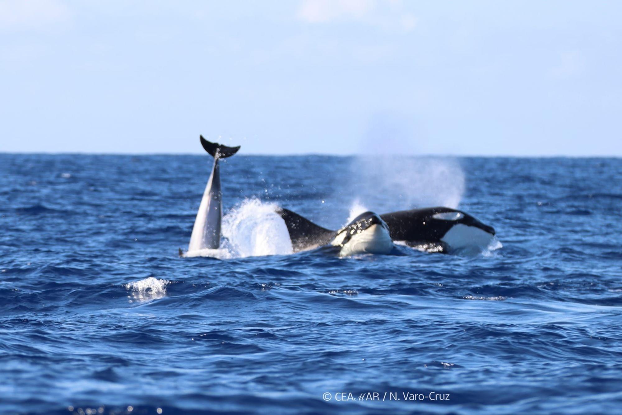 Avistamiento de orcas a unas tres millas de El Hierro