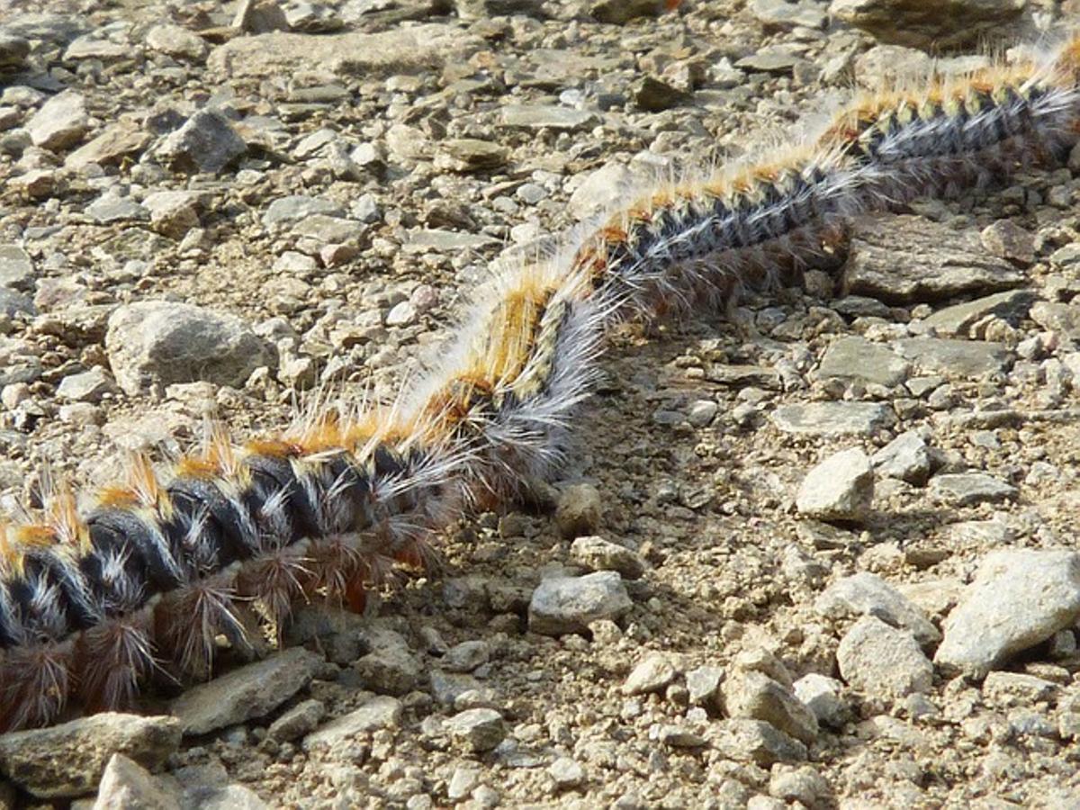 Procesionaria del pina, más conocida como "oruga procesionaria"