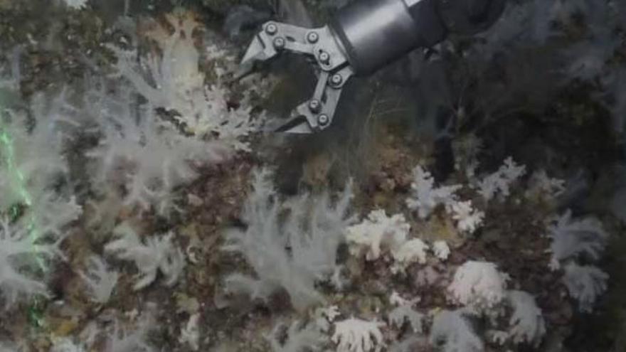 En el Hierro se formará un jardín de corales blandos gracias a las erupciones submarinas
