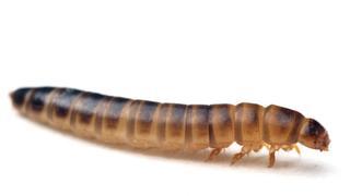 Las larvas del escarabajo del estiércol, nuevo alimento autorizado para comercializarse en Europa