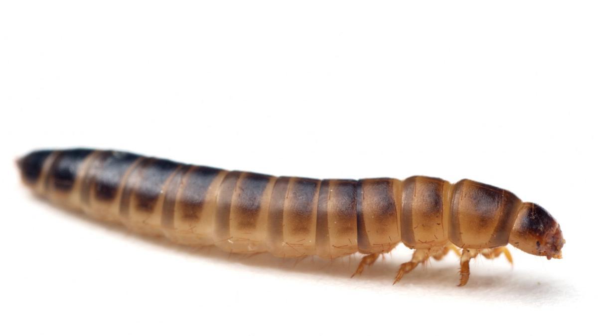 Larva de la especie autorizada para consumo humano