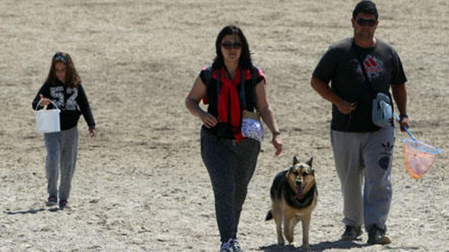 La nueva ordenanza de animales estudia limitar a cinco el número de mascotas por casa y cómo tenerlos en las terrazas