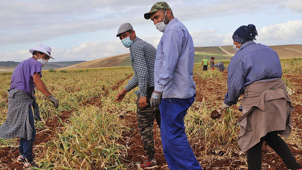 Trabajadores durante la recogida del ajo en la provincia de Córdoba.