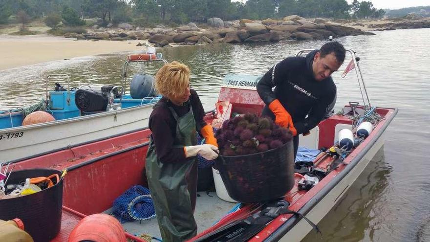 Descarga de erizo de mar en O Grove. // FdV