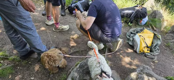 Así fue el rescate del perro que se precipitó por la ladera de un mirador en la Ribeira Sacra