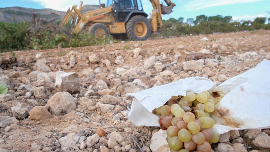 Los productores de uva de mesa del Vinalopó comienzan a arrancar sus viñas por la falta de rentabilidad