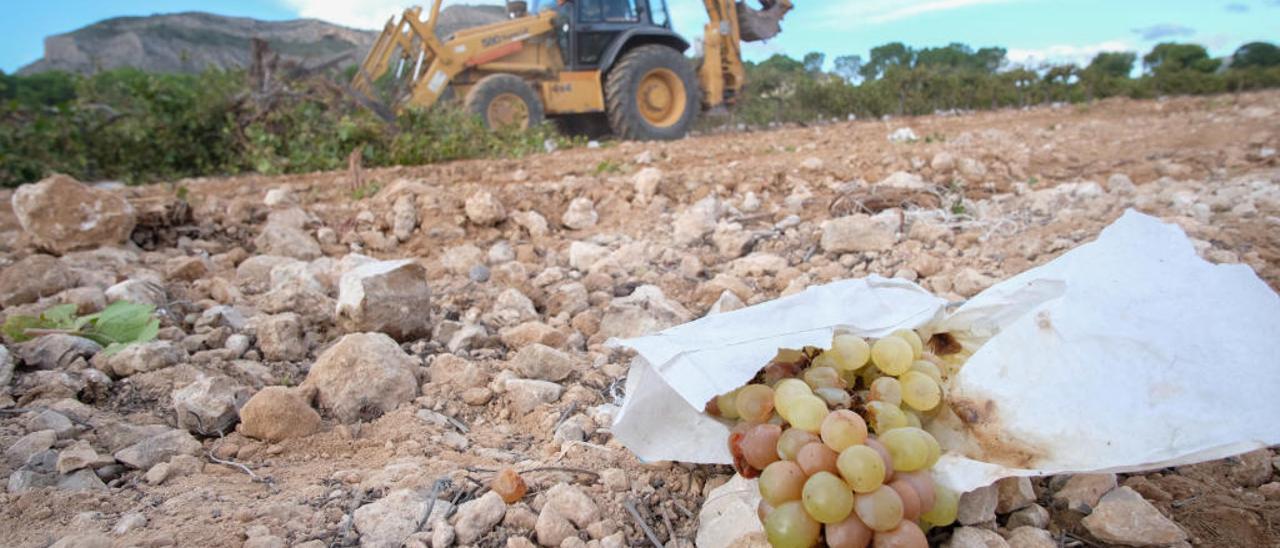 Una excavadora retirando las cepas en la finca de uva de mesa de la variedad Aledo, que se plantó en La Romana hace cuatro años.