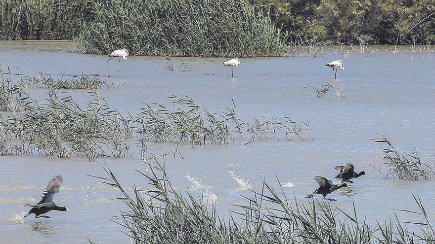 Las cinco vidas del agua en Alicante