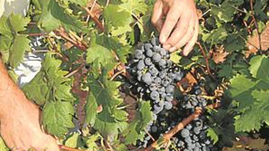 Una tierra propicia para la elaboración de vinos de calidad