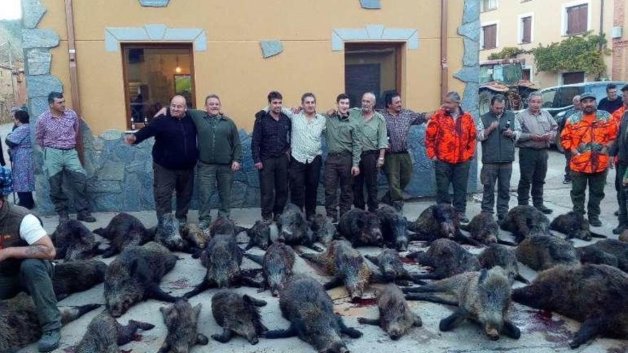 Los cazadores posan junto a los jabalíes abatidos en Villaferrueña.