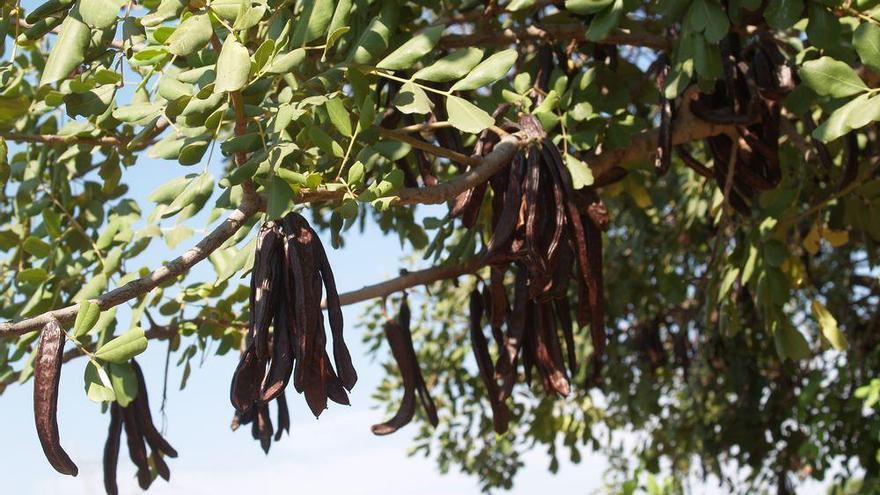 La Unió alerta del robo de algarrobas en el Maestrat