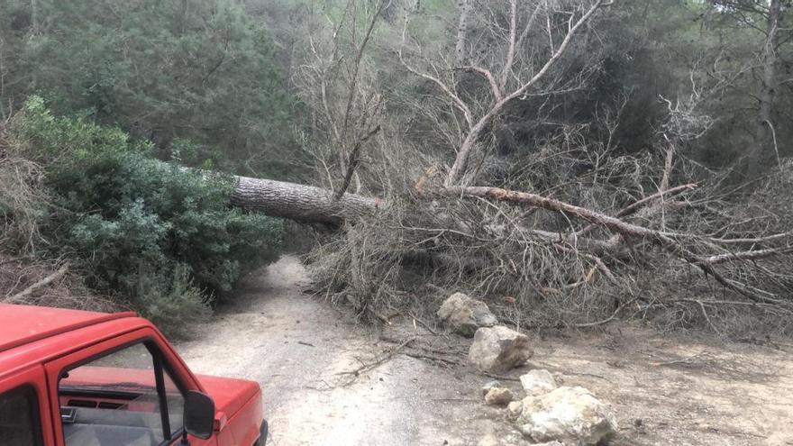 Un árbol caído de grandes dimensiones corta un camino rural en Sant Josep