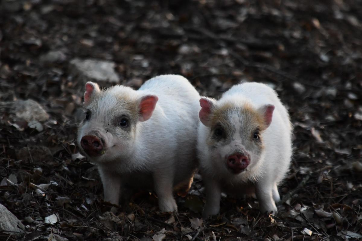 Se trata de minicerdos que alguien probablemente ha abandonado en el parque natural