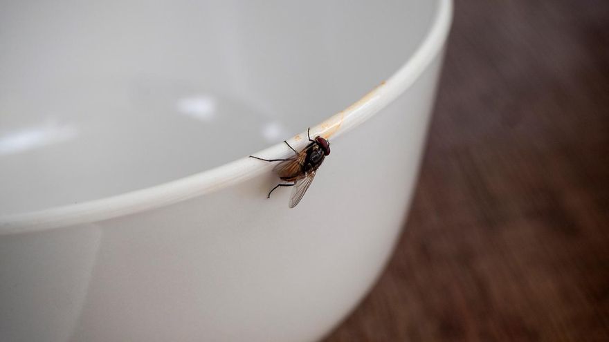 Adiós a las moscas en la cocina: la cuchara que debes poner junto a la ventana