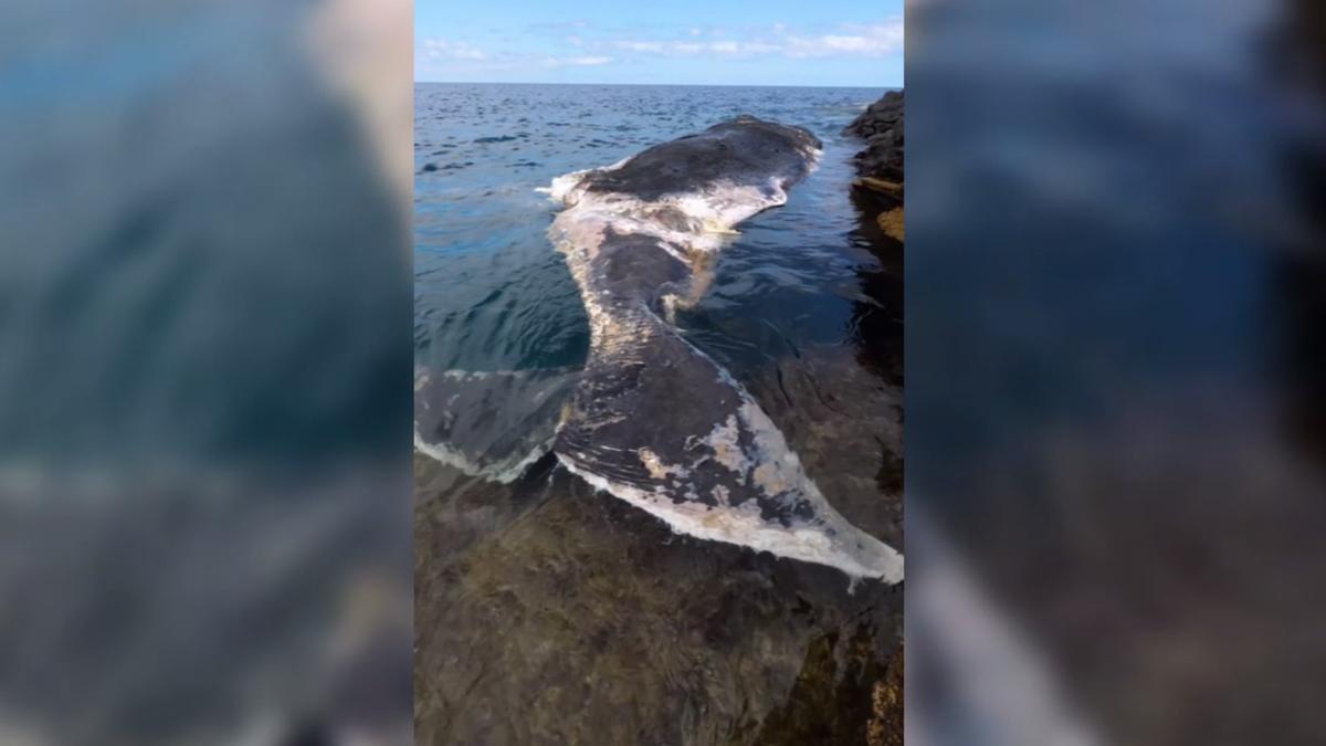 La triste historia del cachalote que murió arrollado por un ferry en Canarias