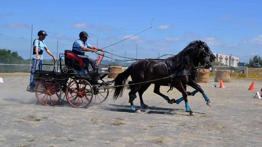 Pruebas hípicas y carrera de burros en Abegondo