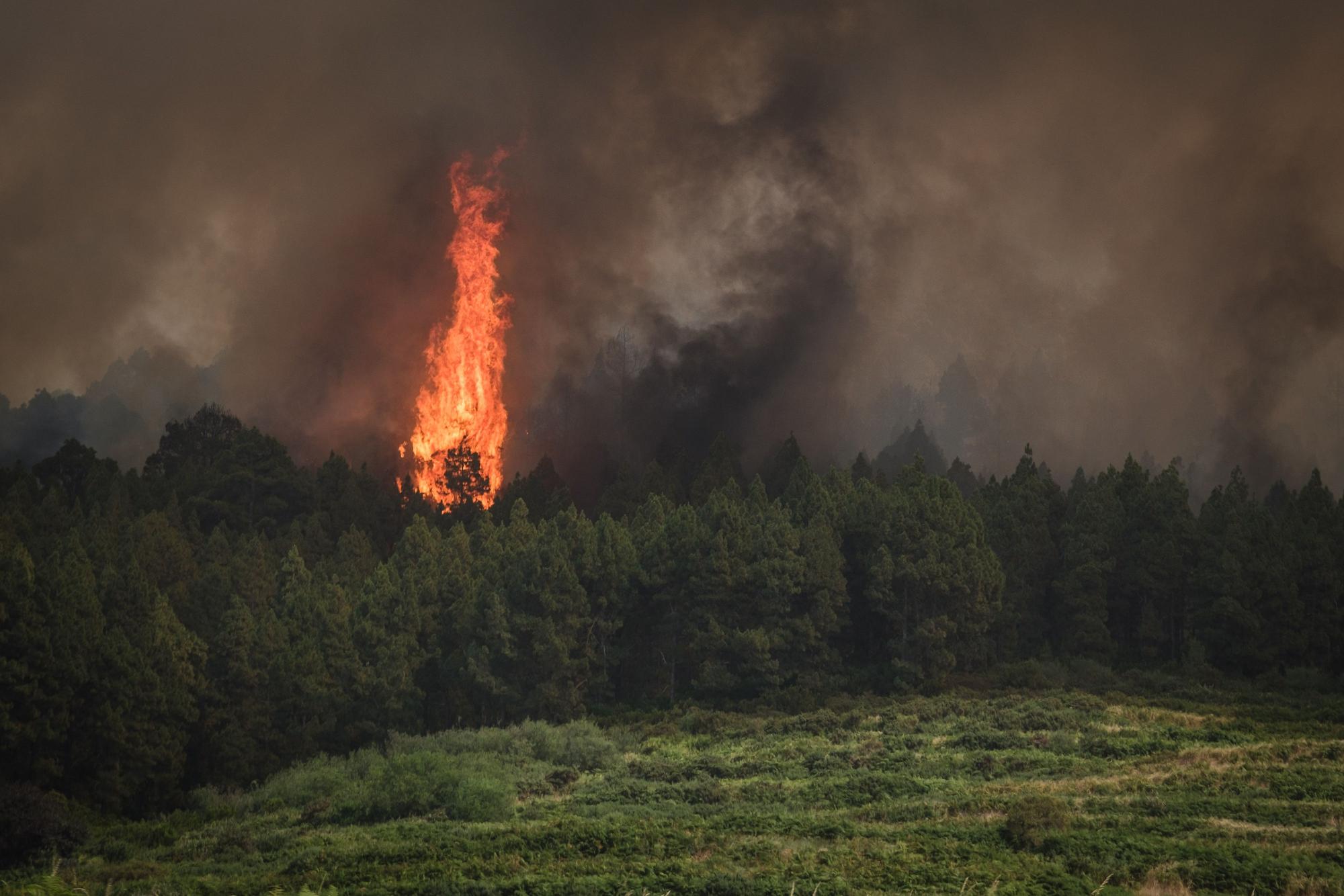 El incendio forestal de Tenerife, en imágenes