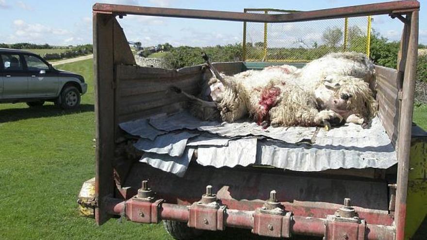 Dos ganaderos observan una oveja muerta ayer en Almeida.