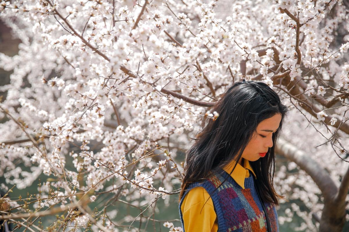 Florecen los primeros cerezos en Pekín