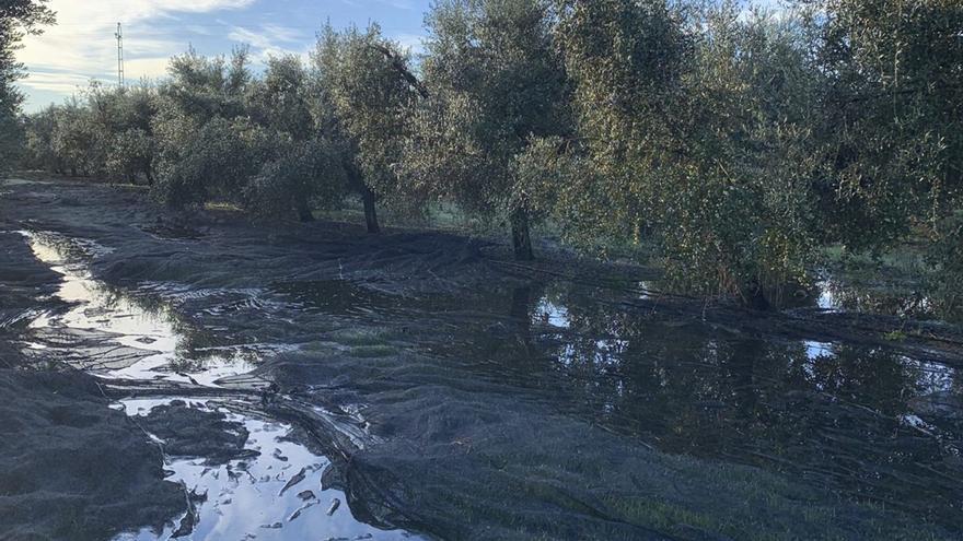 Las lluvias lastran la recogida de la aceituna en Córdoba y rebajan el rendimiento