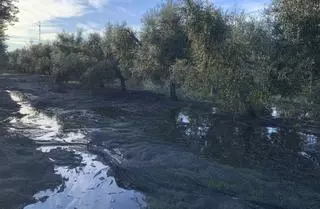 Las lluvias lastran la recogida de la aceituna en Córdoba y rebajan el rendimiento